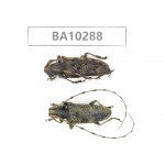 Cerambycidae sp. China, Yunnan, Nujiang, Fugong county. 2Pcs. BA10288.