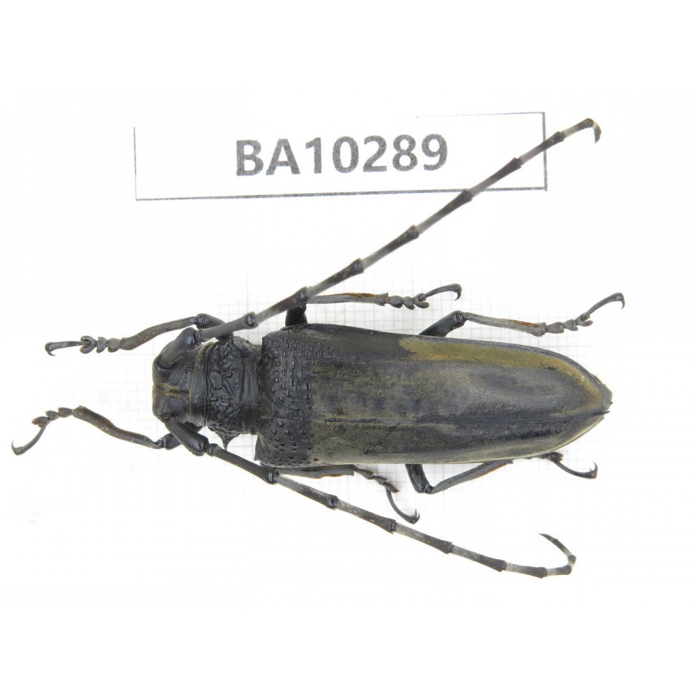 Cerambycidae sp. China, Yunnan, Nujiang, Fugong county. 1Pcs. BA10289.