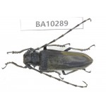 Cerambycidae sp. China, Yunnan, Nujiang, Fugong county. 1Pcs. BA10289.