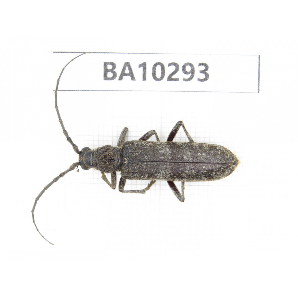 Cerambycidae sp. China, Yunnan, Nujiang, Fugong county. 1Pcs. BA10293.
