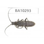 Cerambycidae sp. China, Yunnan, Nujiang, Fugong county. 1Pcs. BA10293.