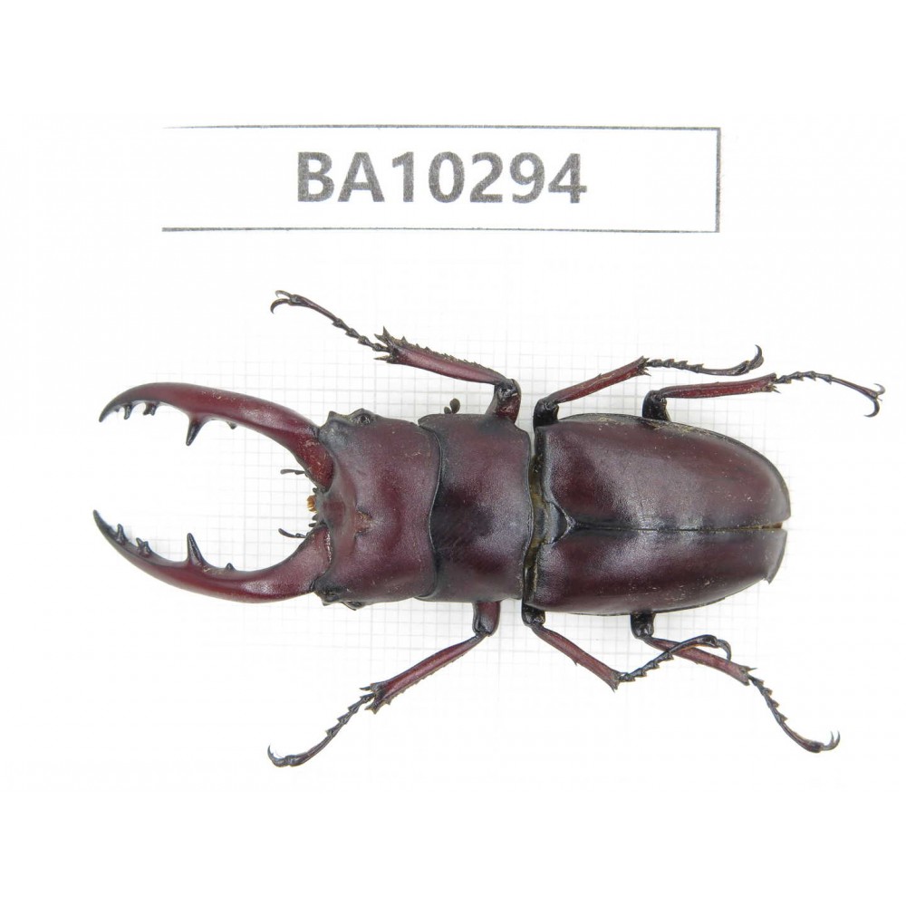 Prosopocoilus sp. China, Yunnan, Nujiang, Fugong county. 1M. BA10294.