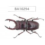 Prosopocoilus sp. China, Yunnan, Nujiang, Fugong county. 1M. BA10294.
