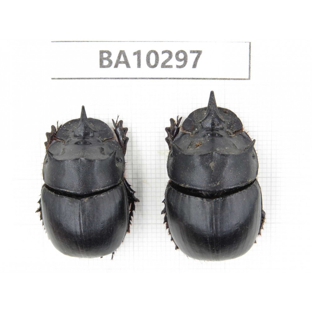 Geotrupidae sp. China, Yunnan, Dali, S of Mt.Cangshan. 2Pcs. BA10297.