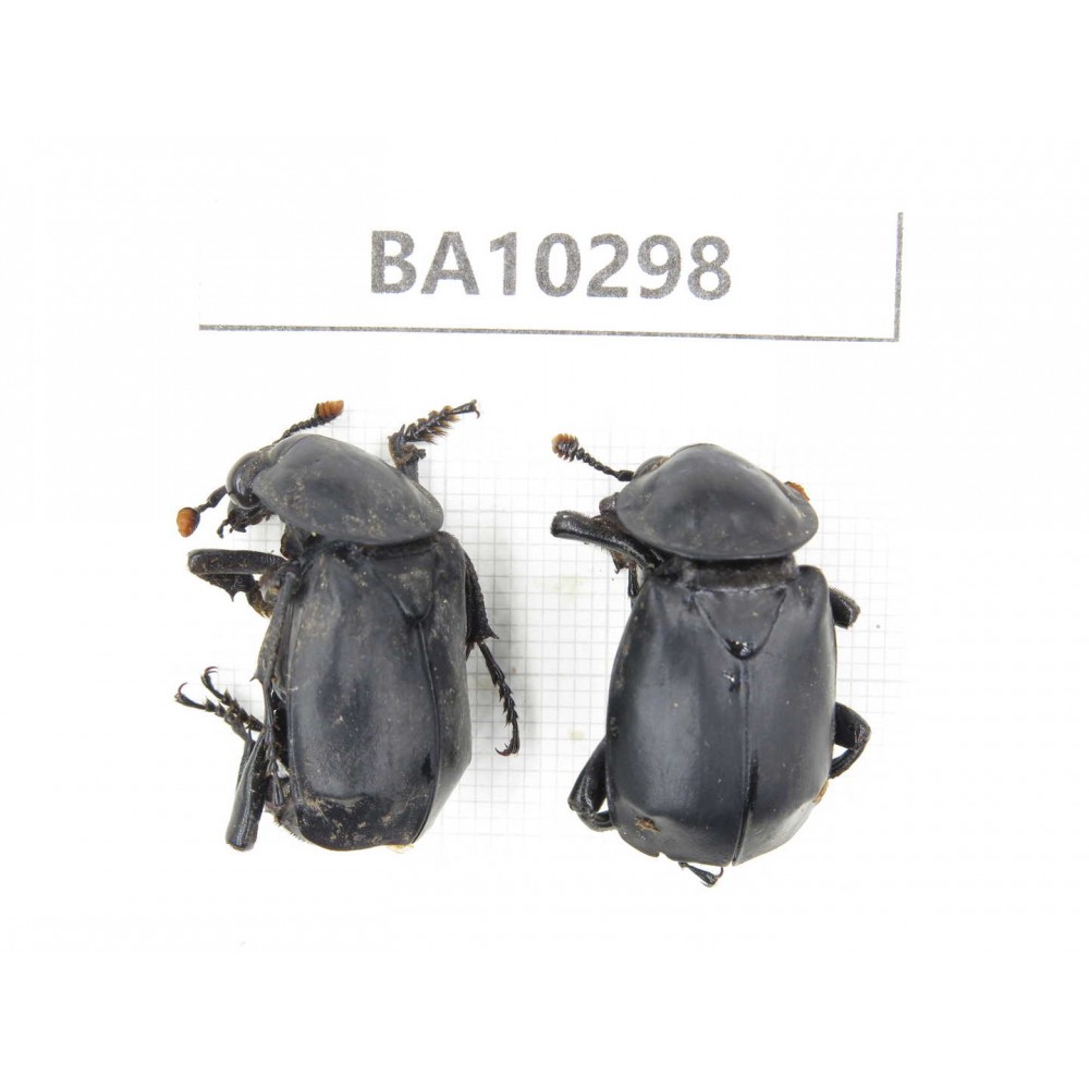 Silphidae sp. China, Yunnan, Dali, S of Mt.Cangshan. 2Pcs. BA10298.