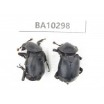 Silphidae sp. China, Yunnan, Dali, S of Mt.Cangshan. 2Pcs. BA10298.