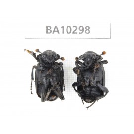 Silphidae sp. China, Yunnan, Dali, S of Mt.Cangshan. 2Pcs. BA10298.