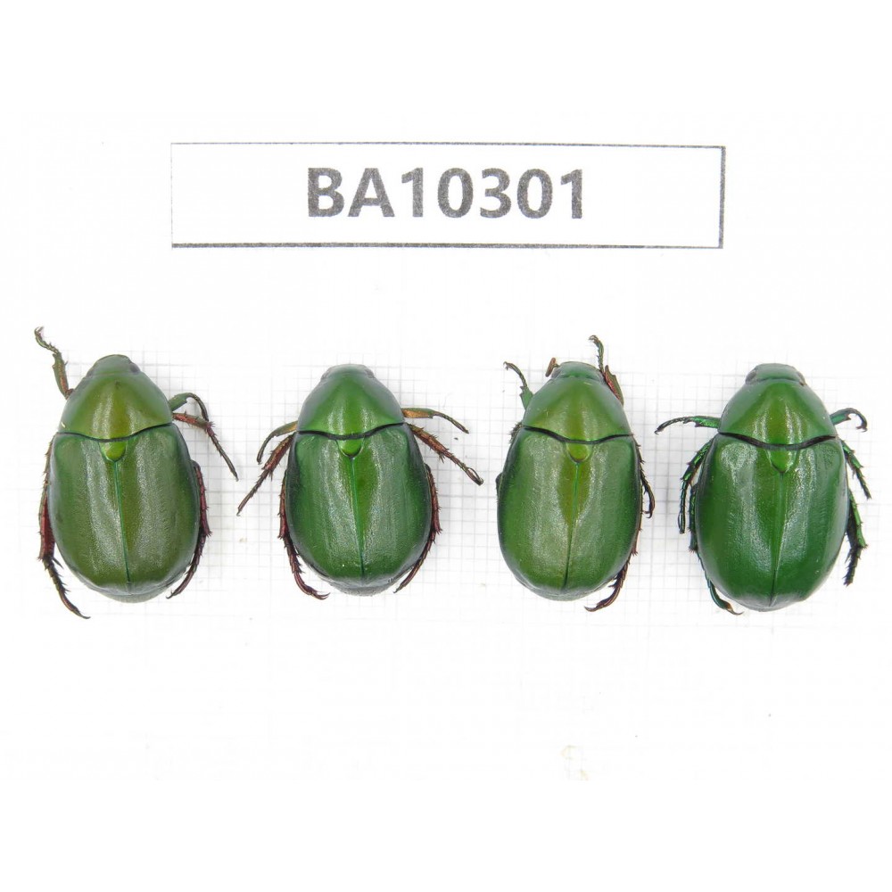 Rutelidae sp. China, Yunnan, Dali, S of Mt.Cangshan. 4Pcs. BA10301.
