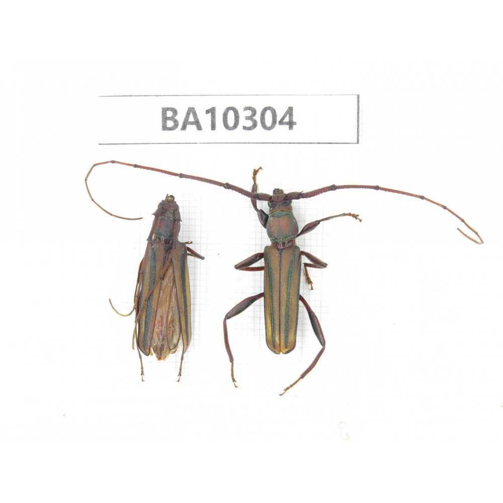 Cerambycidae sp. China, Yunnan, Dali, S of Mt.Cangshan. 1P. BA10304.