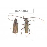 Cerambycidae sp. China, Yunnan, Dali, S of Mt.Cangshan. 1P. BA10304.