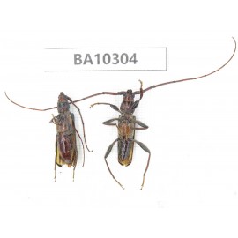 Cerambycidae sp. China, Yunnan, Dali, S of Mt.Cangshan. 1P. BA10304.