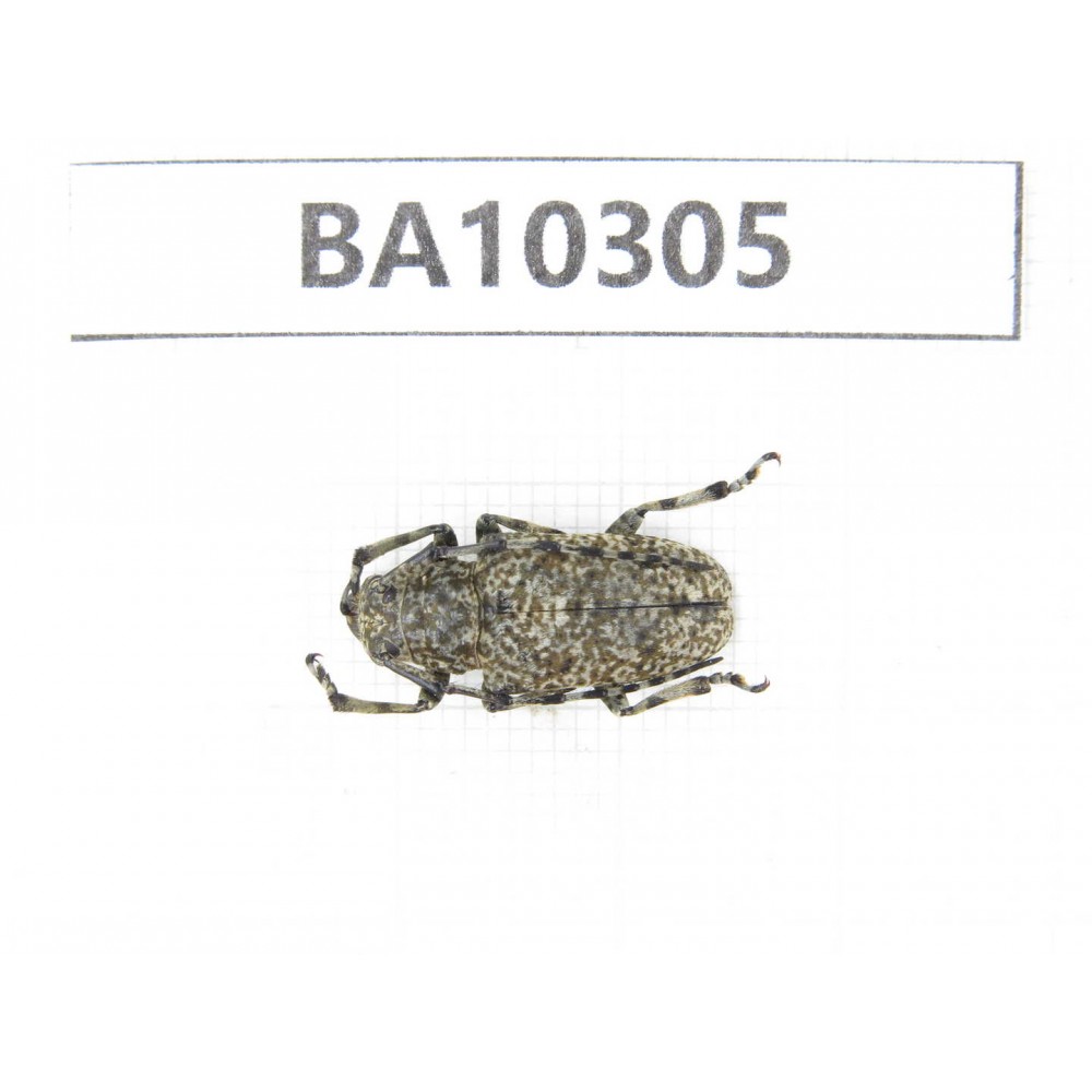 Cerambycidae sp. China, Yunnan, Dali, S of Mt.Cangshan. 1Pcs. BA10305.