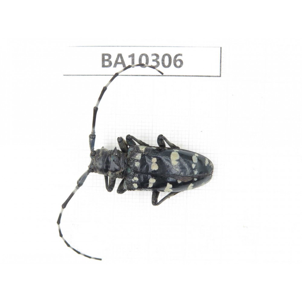 Cerambycidae sp. China, Yunnan, Dali, S of Mt.Cangshan. 1Pcs. BA10306.