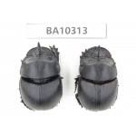 Geotrupidae sp. China,  Yunnan, Yuxi, Xinping county. 2Pcs. BA10313.