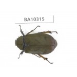 Melolonthidae sp. China, Yunnan, Yuxi, Xinping county.1Pcs. BA10315.