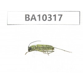Cerambycidae sp. China, Yunnan, Yuxi, Xinping county.  1Pcs. BA10317.