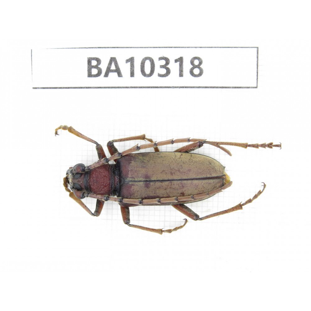 Cerambycidae sp. China, Yunnan, Yuxi, Xinping county.  1Pcs. BA10318.