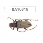 Cerambycidae sp. China, Yunnan, Yuxi, Xinping county.  1Pcs. BA10318.