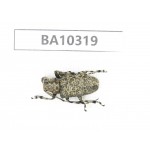 Cerambycidae sp. China, Yunnan, Yuxi, Xinping county.  1Pcs. BA10319.