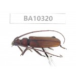 Cerambycidae sp. China, Yunnan, Yuxi, Xinping county.  1Pcs. BA10320.