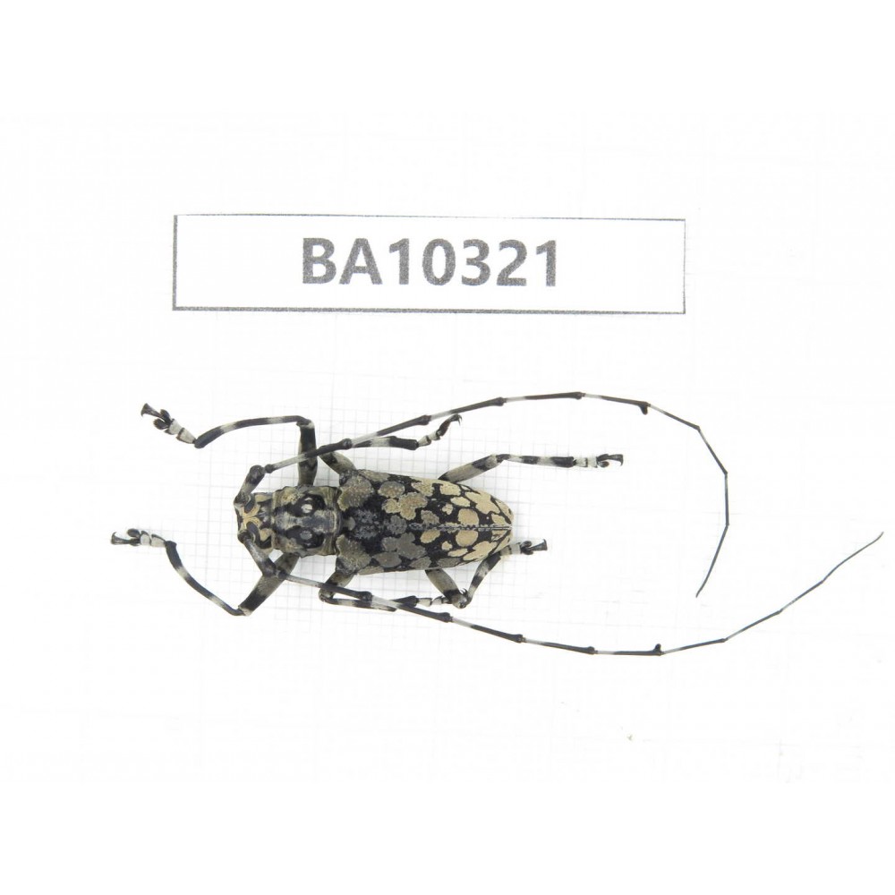 Cerambycidae sp. China, Yunnan, Yuxi, Xinping county.  1Pcs. BA10321.