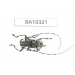 Cerambycidae sp. China, Yunnan, Yuxi, Xinping county.  1Pcs. BA10321.