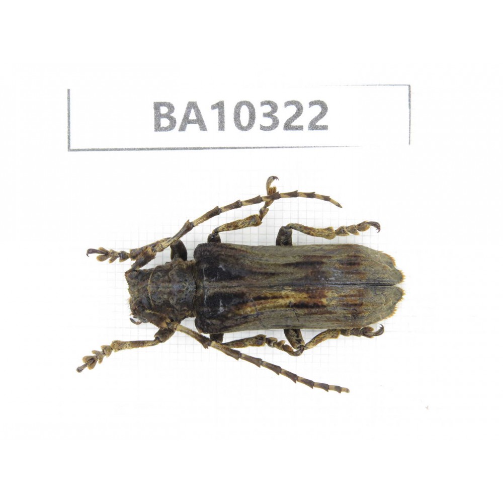 Cerambycidae sp. China, Yunnan, Yuxi, Xinping county.  1Pcs. BA10322.