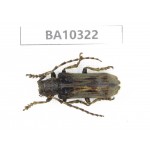 Cerambycidae sp. China, Yunnan, Yuxi, Xinping county.  1Pcs. BA10322.