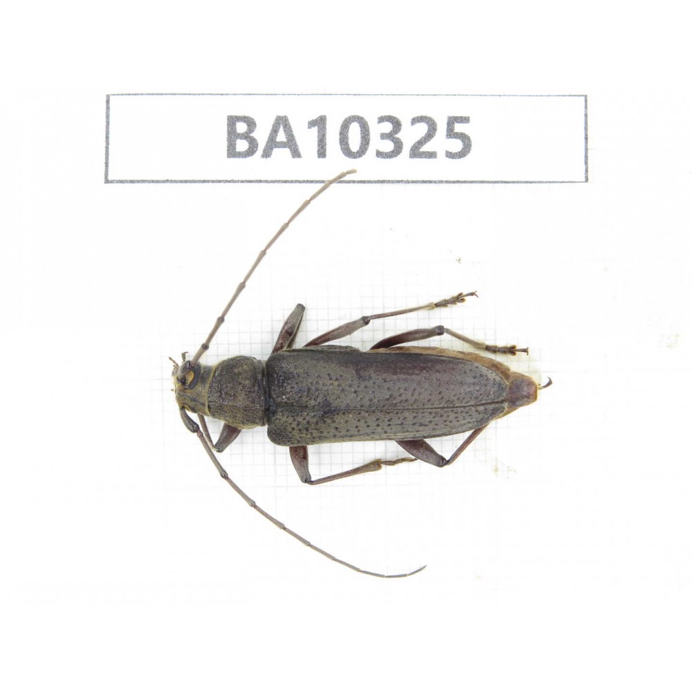 Cerambycidae sp. China, Yunnan, Yuxi, Xinping county.  1Pcs. BA10325.