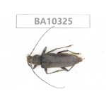Cerambycidae sp. China, Yunnan, Yuxi, Xinping county.  1Pcs. BA10325.