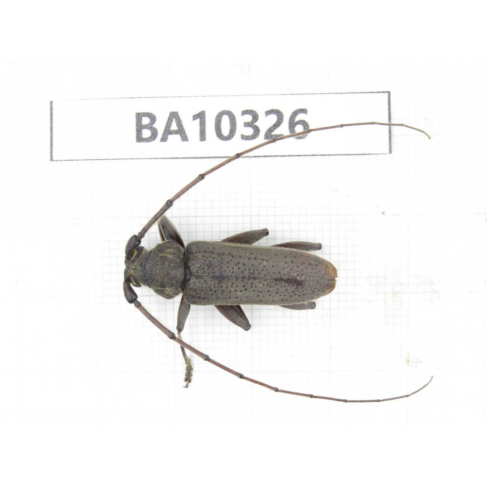Cerambycidae sp. China, Yunnan, Yuxi, Xinping county.  1Pcs. BA10326.