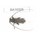 Cerambycidae sp. China, Yunnan, Yuxi, Xinping county.  1Pcs. BA10326.