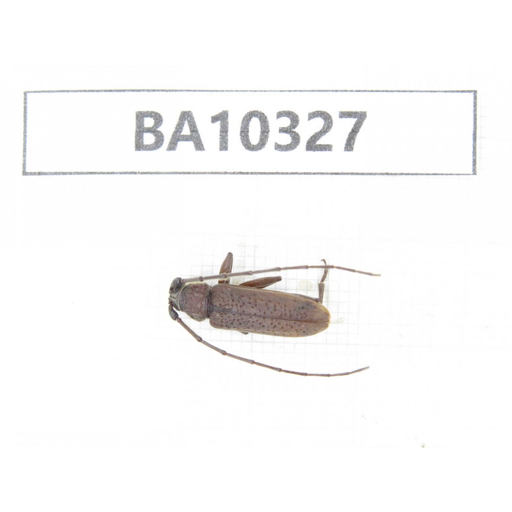 Cerambycidae sp. China, Yunnan, Yuxi, Xinping county.  1Pcs. BA10327.