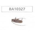 Cerambycidae sp. China, Yunnan, Yuxi, Xinping county.  1Pcs. BA10327.