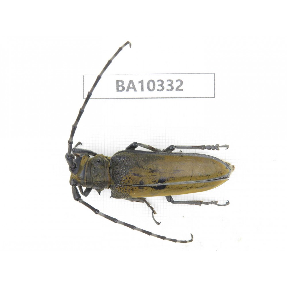 Cerambycidae sp. China, Yunnan, Yuxi, Xinping county.  1Pcs. BA10332.