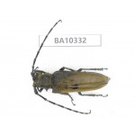Cerambycidae sp. China, Yunnan, Yuxi, Xinping county.  1Pcs. BA10332.
