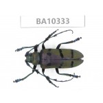 Cerambycidae sp. China, Yunnan, Yuxi, Xinping county.  1Pcs. BA10333.