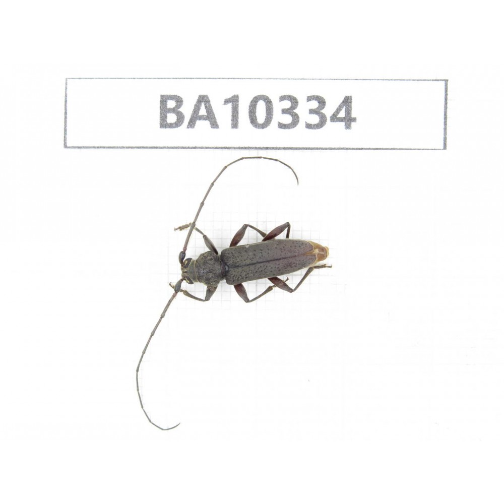 Cerambycidae sp. China, Yunnan, Yuxi, Xinping county.  1Pcs. BA10334.