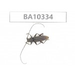 Cerambycidae sp. China, Yunnan, Yuxi, Xinping county.  1Pcs. BA10334.