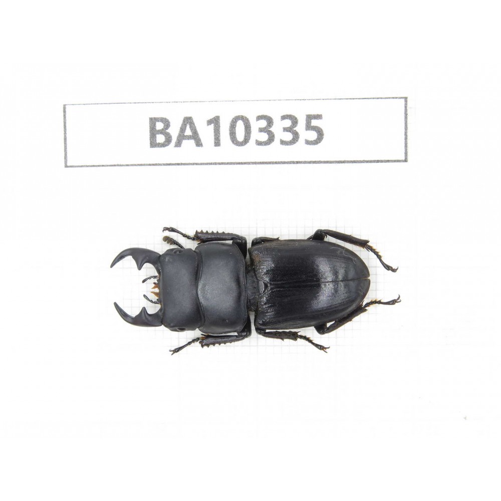Dorcus sp. China, Yunnan, Yuxi, Xinping county. 1M. BA10335.