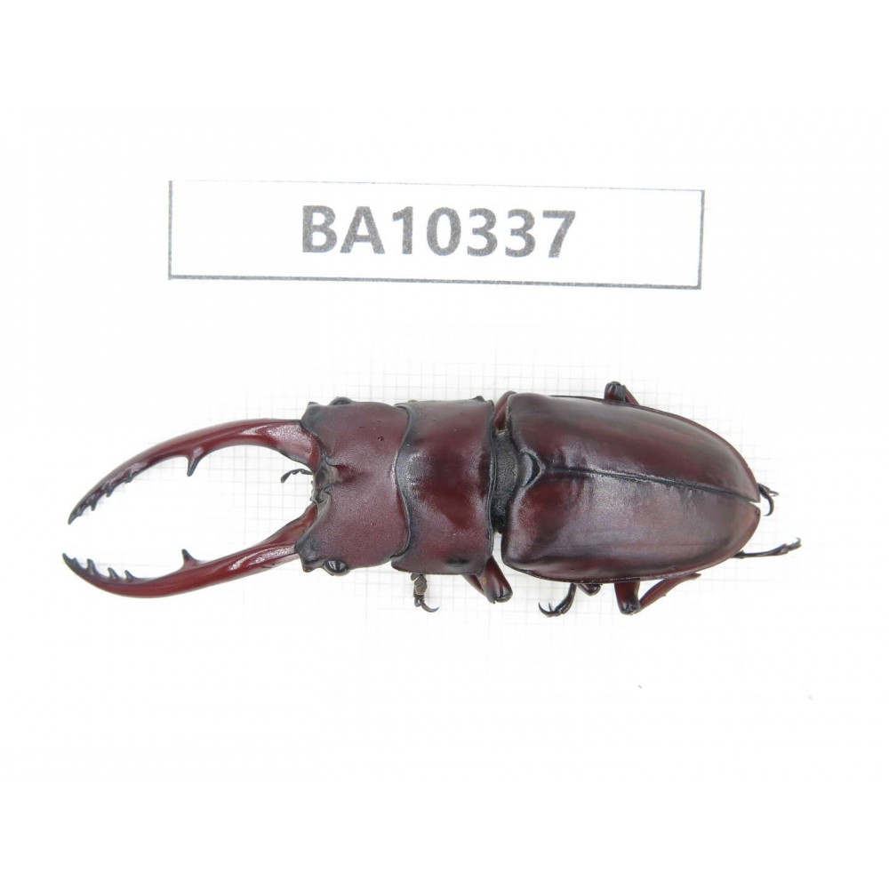 Prosopocoilus sp. China, Yunnan, Yuxi, Xinping county. 1M. BA10337.