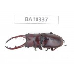 Prosopocoilus sp. China, Yunnan, Yuxi, Xinping county. 1M. BA10337.