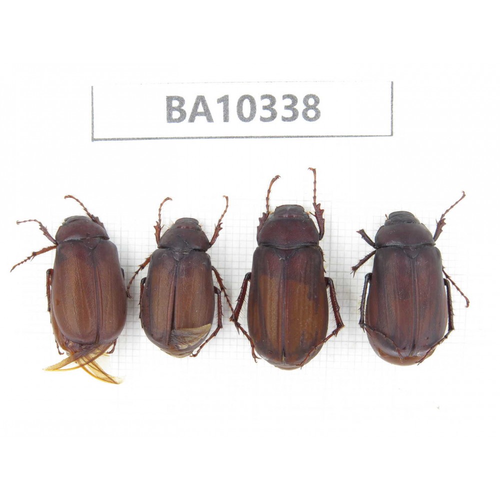 Melolonthidae sp. China, Yunnan, Nujiang, Lushui county. 4Pcs. BA10338.