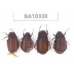 Melolonthidae sp. China, Yunnan, Nujiang, Lushui county. 4Pcs. BA10338.