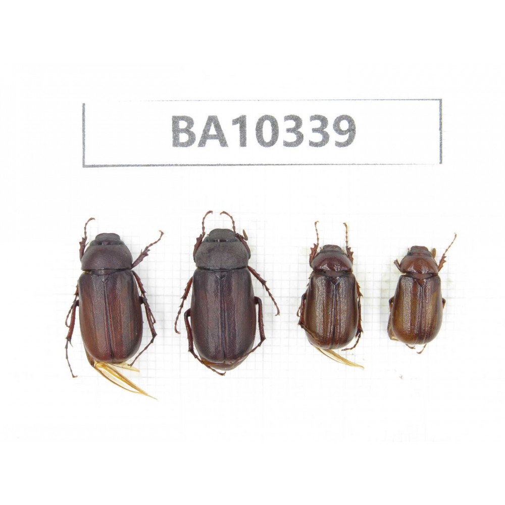 Melolonthidae sp. China, Yunnan, Nujiang, Lushui county. 4Pcs. BA10339.