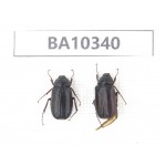 Melolonthidae sp. China, Yunnan, Nujiang, Lushui county. 2Pcs. BA10340.