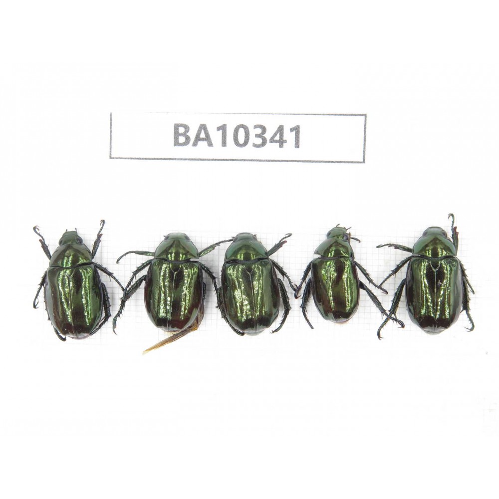 Rutelidae sp. China, Yunnan, Nujiang, Lushui county. 5Pcs. BA10341.