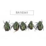 Rutelidae sp. China, Yunnan, Nujiang, Lushui county. 5Pcs. BA10341.