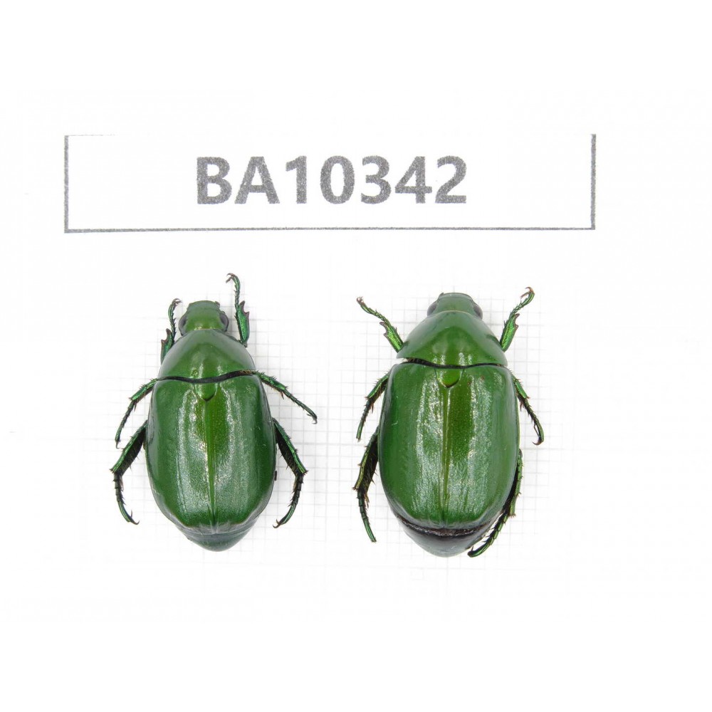 Rutelidae sp. China, Yunnan, Nujiang, Lushui county. 2Pcs. BA10342.