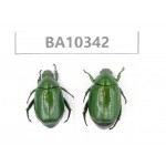 Rutelidae sp. China, Yunnan, Nujiang, Lushui county. 2Pcs. BA10342.